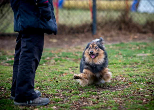 MacGyver – czy to już jego kolej?