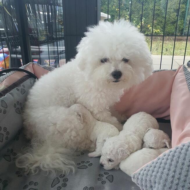 Szczeniak Bichon Frise