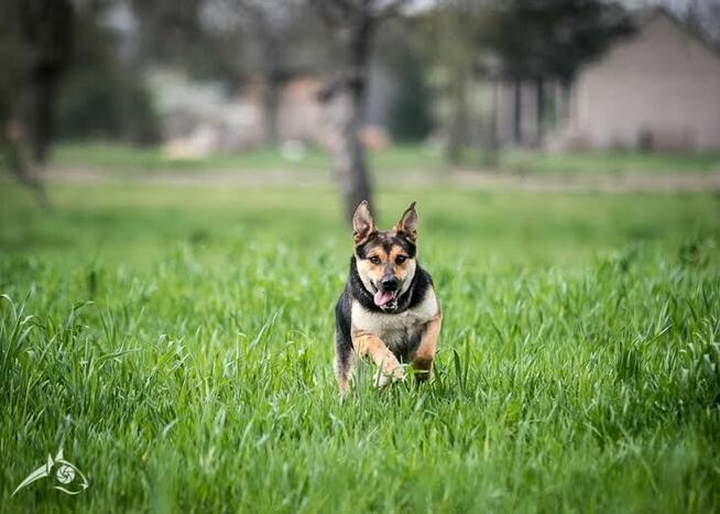 Sara – nieśmiała na start, wierna do końca