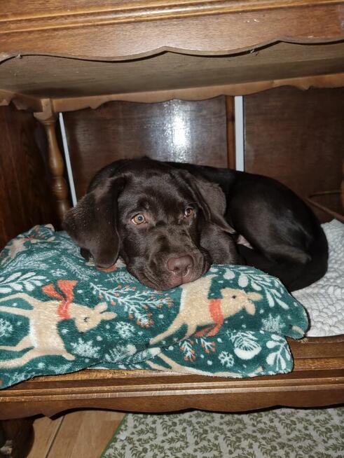 Labrador szczeniaki FCI ZkwP o/Wrocław