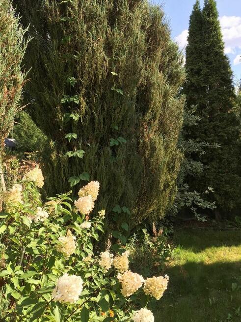 Działka rekreacyjna ROD