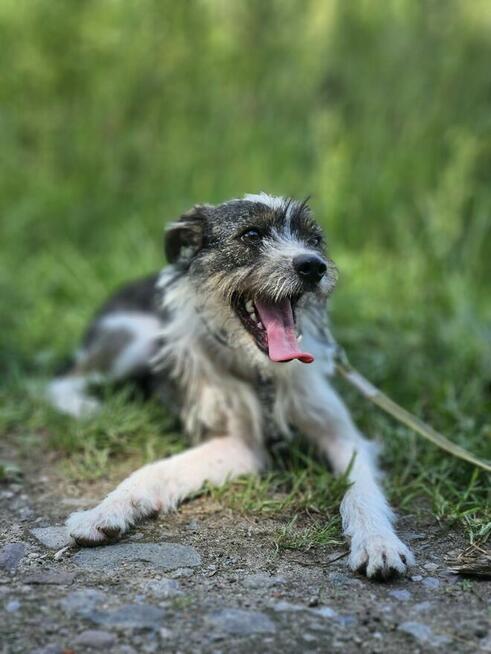 Gdy wbiega Brukselka, rośnie radości kropelka.
