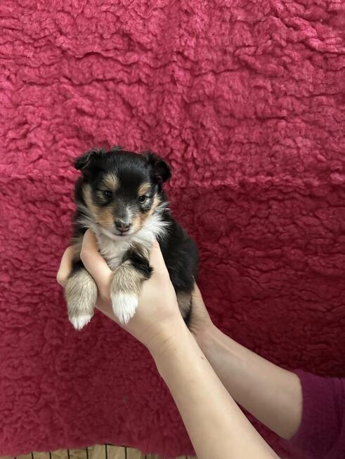 Owczarek szetlandzki, sheltie ZKwP FCI szczenięta tricolor
