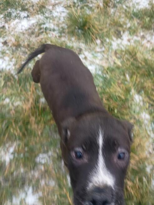 Amstaff suczka z rodowodem