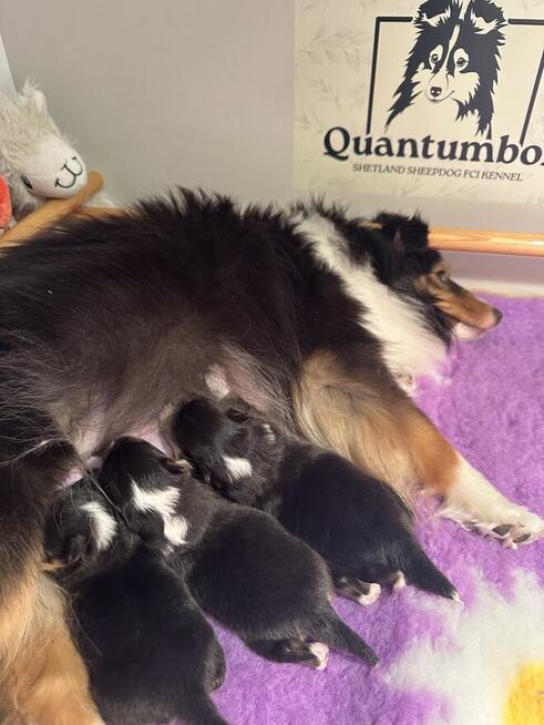 Owczarek szetlandzki, sheltie ZKwP FCI szczenięta tricolor