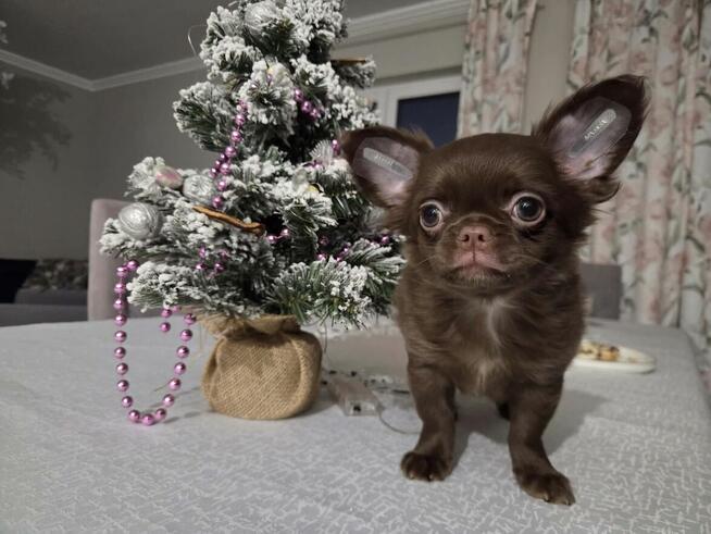 Chihuahua czekoladowa sunia
