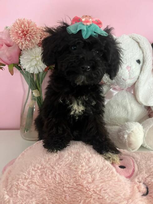 Wbierz mnie, kochane Maltipoo szukają domu! Rodowód, wyprawk