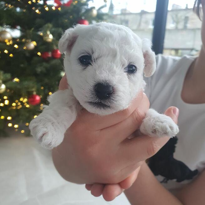 Szczeniak Bichon Frise