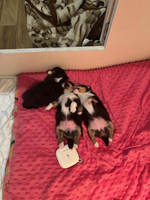 Owczarek szetlandzki, sheltie ZKwP FCI szczenięta tricolor
