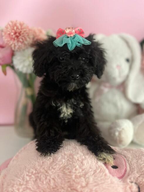 Wbierz mnie, kochane Maltipoo szukają domu! Rodowód, wyprawk