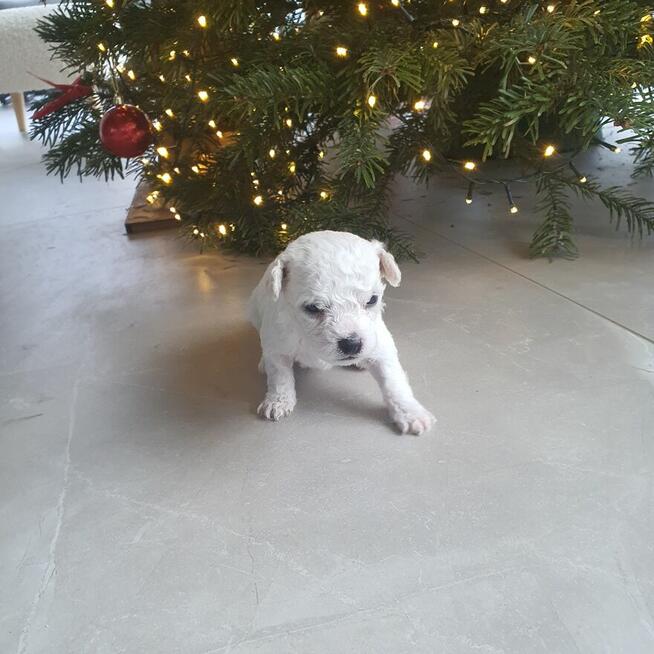 Szczeniak Bichon Frise
