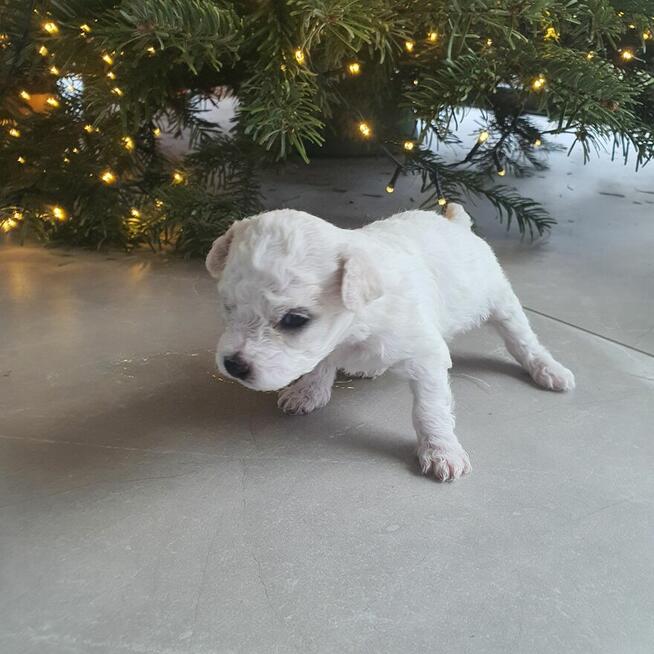 Szczeniak Bichon Frise