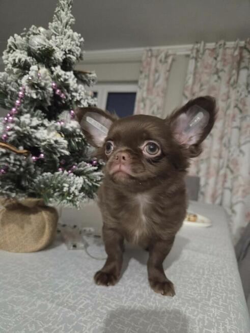 Chihuahua czekoladowa sunia