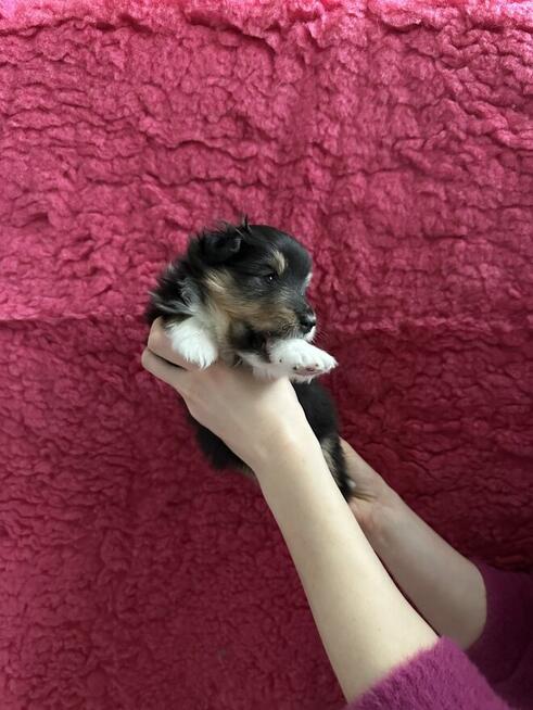 Owczarek szetlandzki, sheltie ZKwP FCI szczenięta tricolor