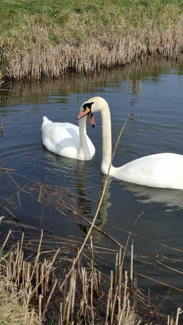 Gliwice ( blisko Katowic ) zamienię na miejscowość nadmorską