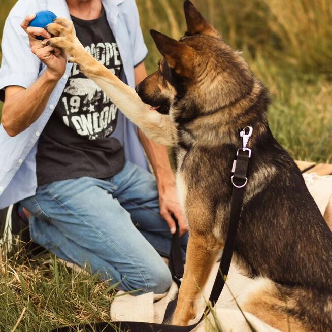 Grey wciąż szuka domu.