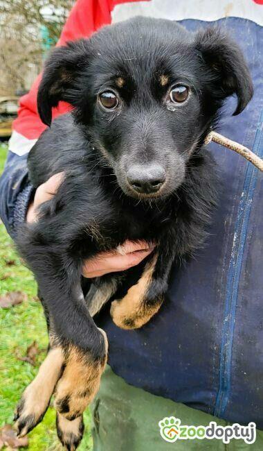 MILO - cudowny psiaczek szuka najlepszego domu