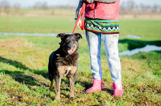 Red - cudowny, zwykły pies o niezwykłym sercu