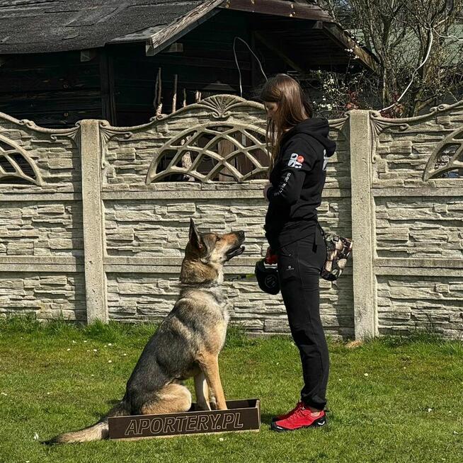 Grey wciąż szuka domu.