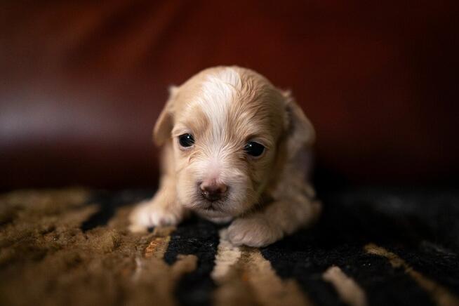 Maltipoo szczeniaki