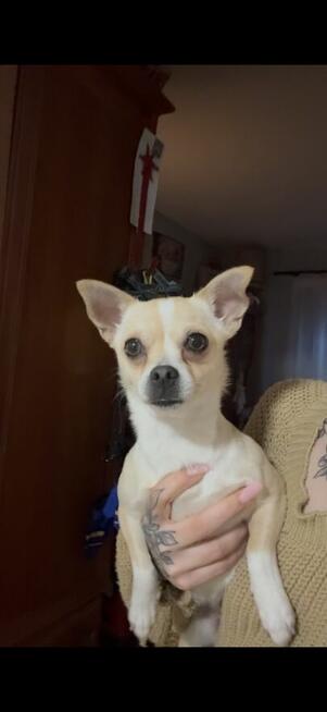 Piesek suczka chihuahua Maltańczyk