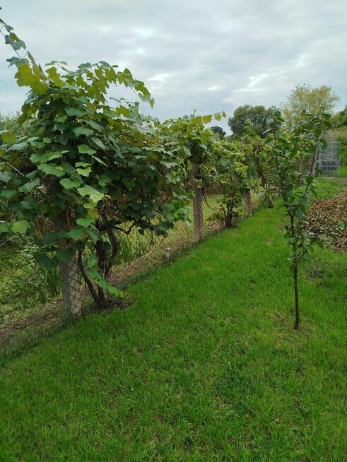 Sprzedam działkę ogrodowa ROD Nowa Sól