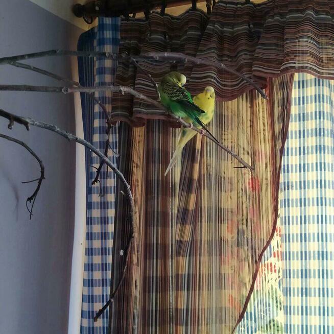 Zaginęła mi Papuga zielona