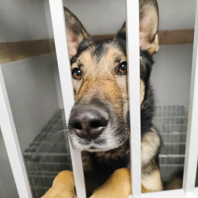 Grey wciąż szuka domu.