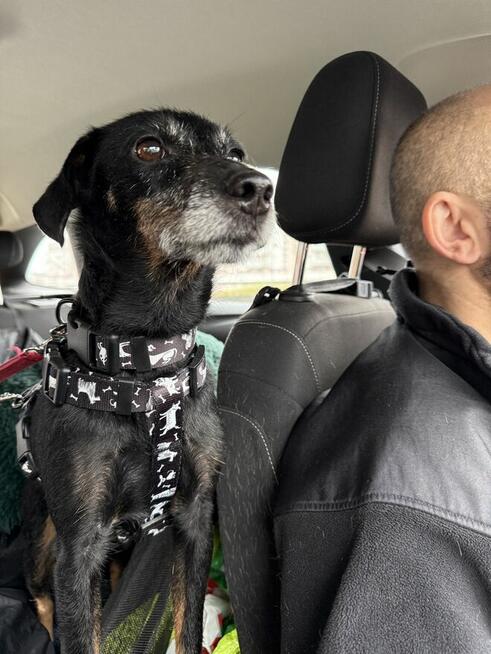 Tosia - siedem kilogramów miłości w typie teriera.