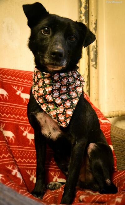 Sprite uśmiechnięty psiak...Tylko czy na pewno?