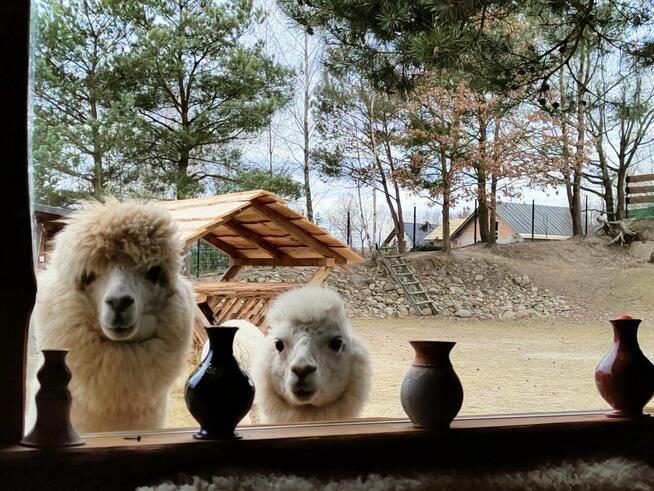 Domek na Kaszubach, ferie w towarzystwie alpak i osiołków