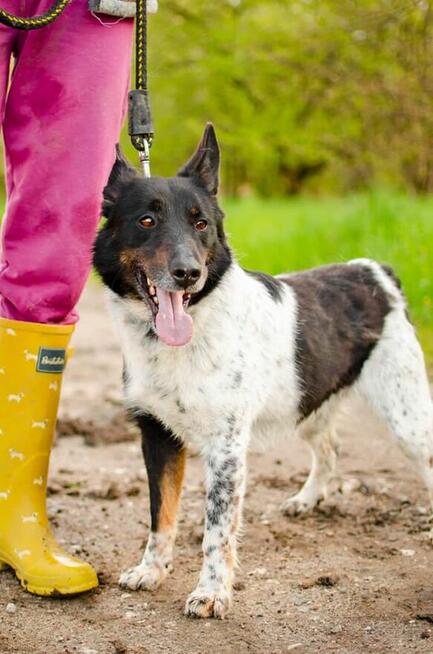 Łatek - inteligentny, radosny, kochający człowieka