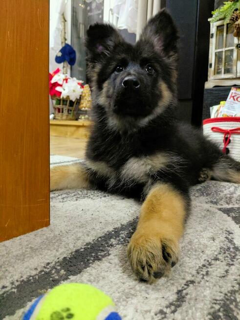 Szczenięta Owczarek Niemiecki Długowłosy