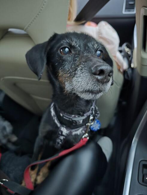 Tosia - siedem kilogramów miłości w typie teriera.