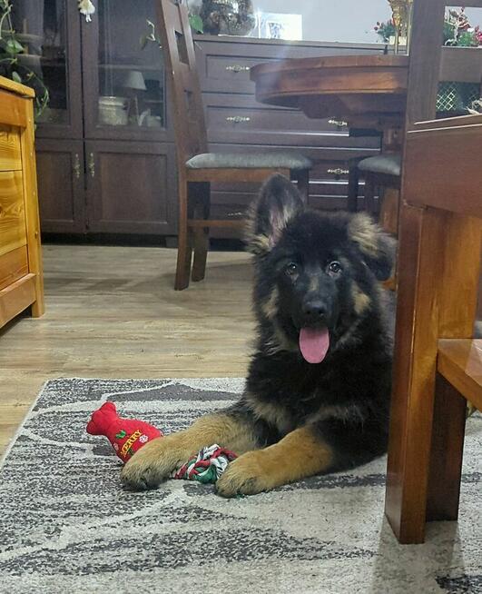 Szczenięta Owczarek Niemiecki Długowłosy