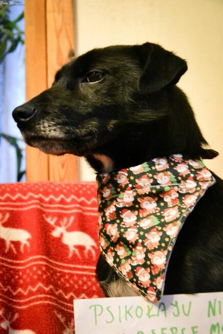 Sprite uśmiechnięty psiak...Tylko czy na pewno?