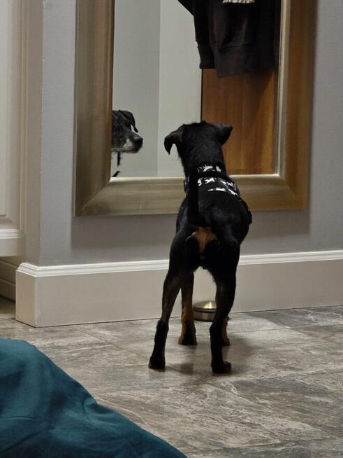 Tosia - siedem kilogramów miłości w typie teriera.