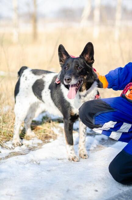 Łatek - inteligentny, radosny, kochający człowieka