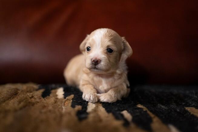 Maltipoo szczeniaki