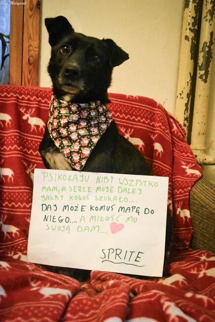 Sprite uśmiechnięty psiak...Tylko czy na pewno?