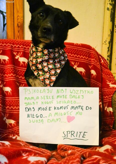 Sprite uśmiechnięty psiak...Tylko czy na pewno?