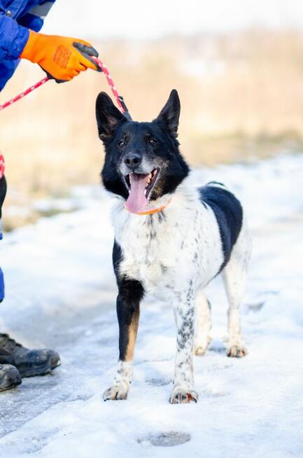 Łatek - inteligentny, radosny, kochający człowieka