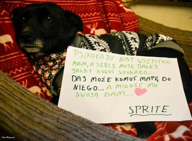 Sprite uśmiechnięty psiak...Tylko czy na pewno?