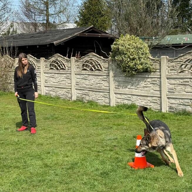 Grey wciąż szuka domu.