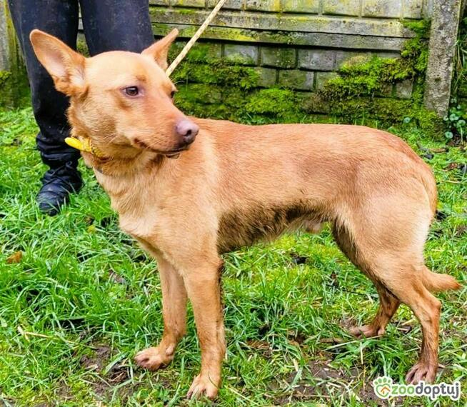 FREDZIK - piękny psiak a typie psa faraona ADOPTUJ