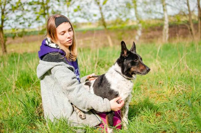 Łatek - inteligentny, radosny, kochający człowieka