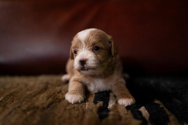 Maltipoo szczeniaki