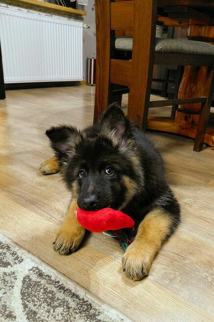 Szczenięta Owczarek Niemiecki Długowłosy