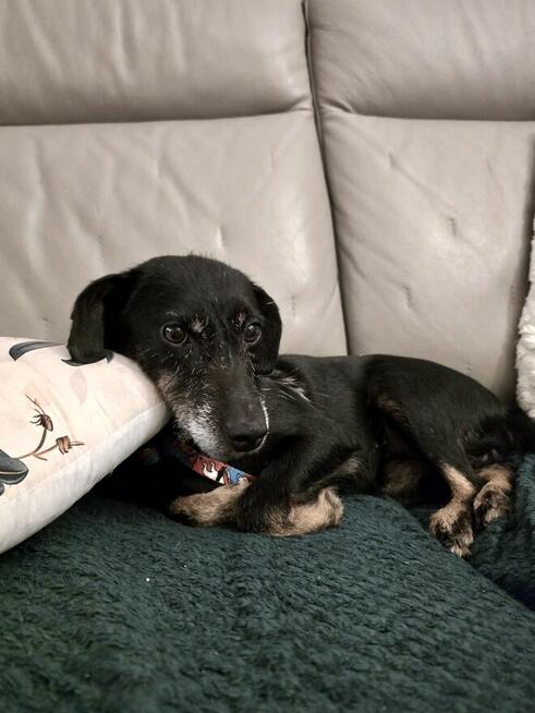 Tosia - siedem kilogramów miłości w typie teriera.