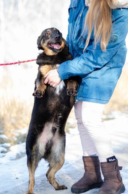 Red - cudowny, zwykły pies o niezwykłym sercu